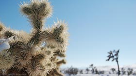 Icey cactus